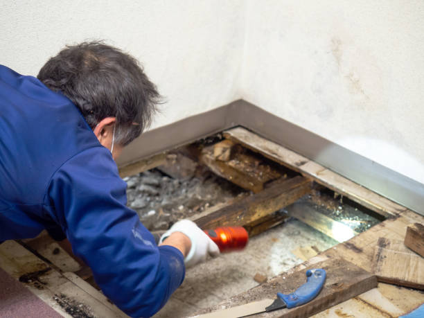 Best Professional Mold Removal  in Kalkaska, MI