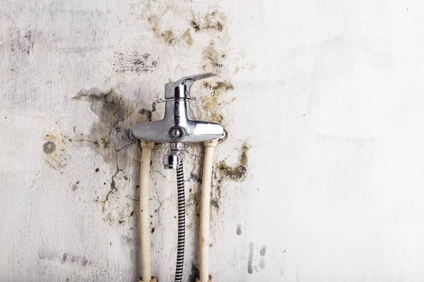 Best Mold Removal Company Near Me  in Kalkaska, MI