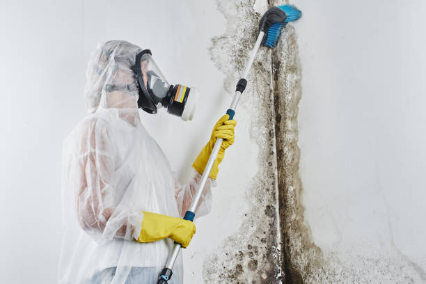 Best Mold Damage Repair  in Kalkaska, MI