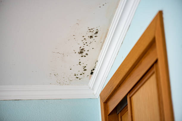 Best Commercial Mold Removal  in Kalkaska, MI