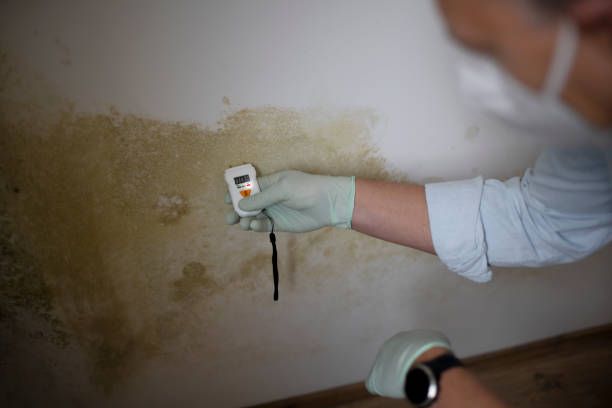 Best Attic Mold Removal  in Kalkaska, MI