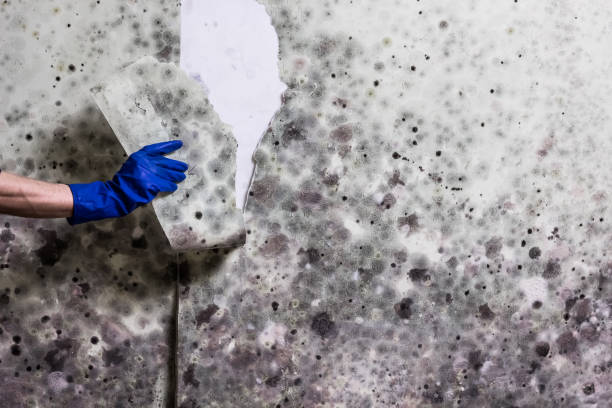 Best Local Mold Removal Service  in Kalkaska, MI