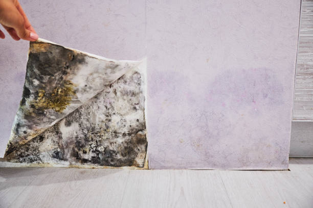 Best Water Damage Restoration  in Kalkaska, MI